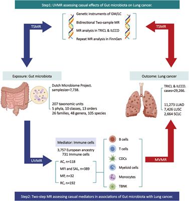 Immune cells mediated the causal relationship between the gut microbiota and lung cancer: a Mendelian randomization study